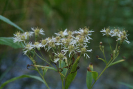 Aster umbellatus bestellen